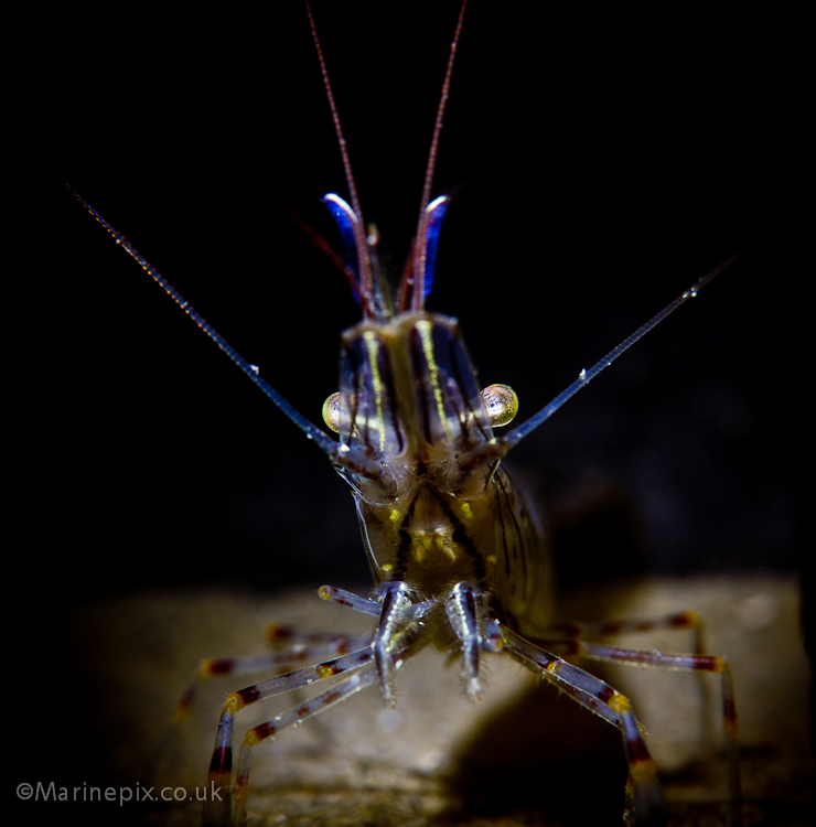 Closeup shrimp