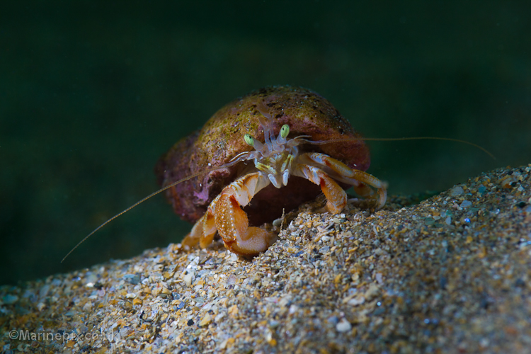 Cute Hermit crab portrait