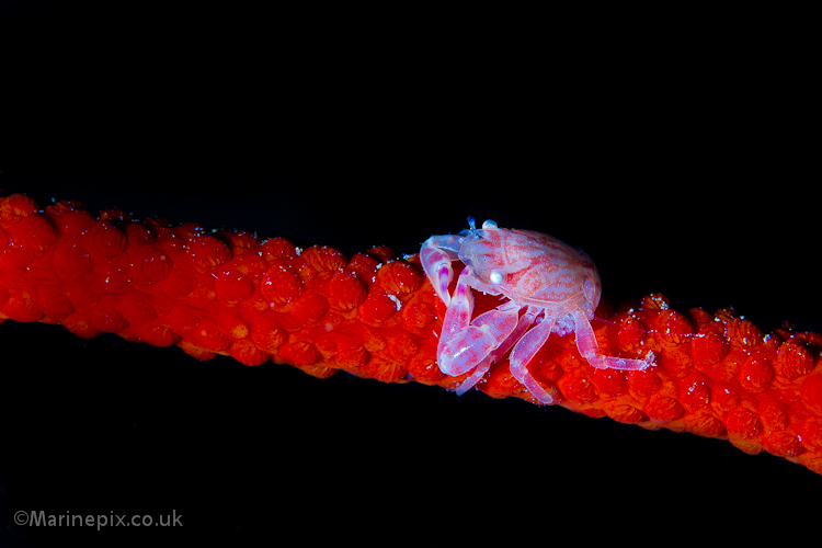 whip coral crab on red whip coral