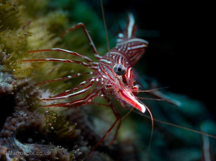 closeup hingebeak shrimp