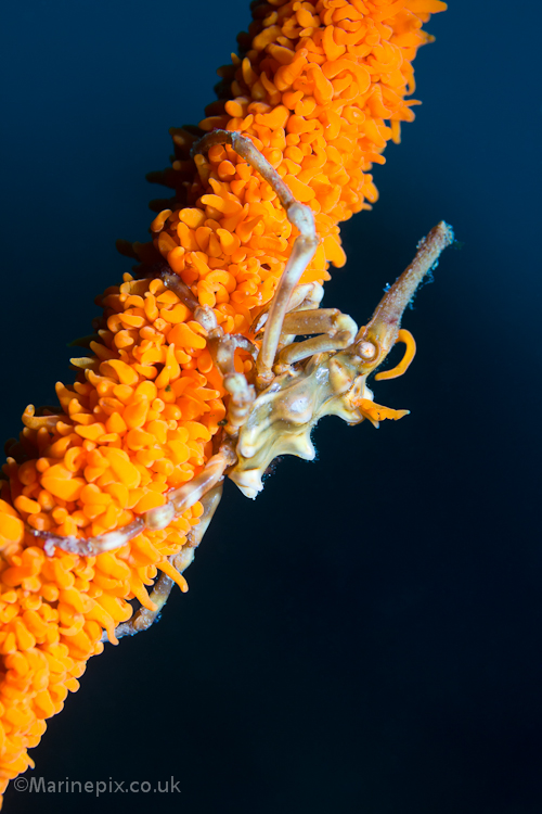 xenocrab on orange whip coral