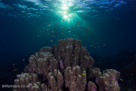 Coral reef under dappled light!
