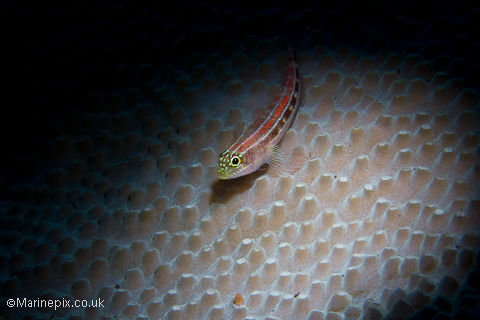 triplefin goby under snoot light - by Marinepix