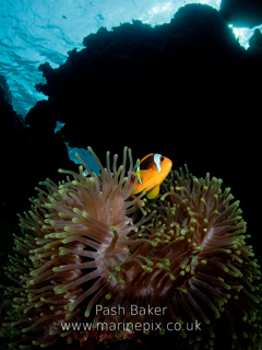 MarinePix - Anemone Fish