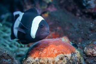 MarinePix - Anemone Fish