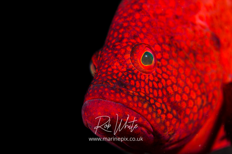 Curious Red Coral Grouper