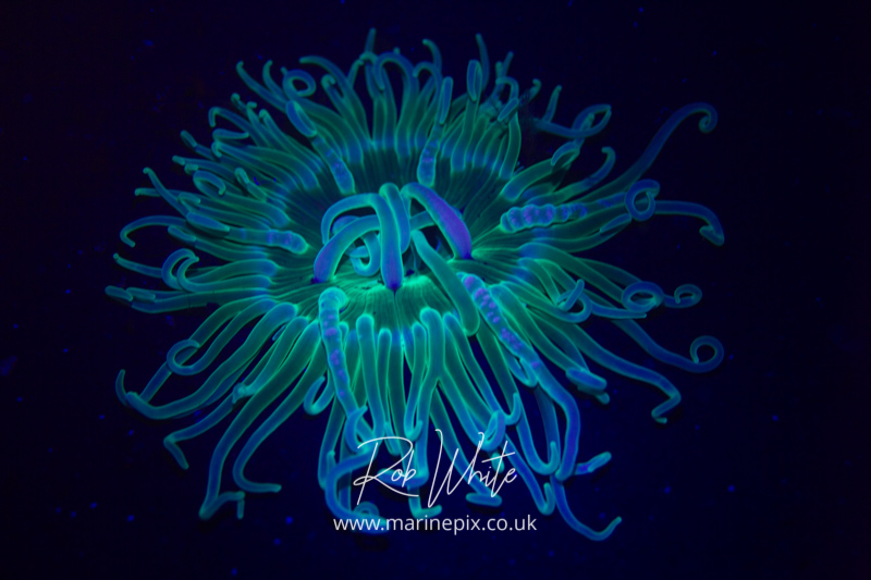 anemone under ultraviolet light