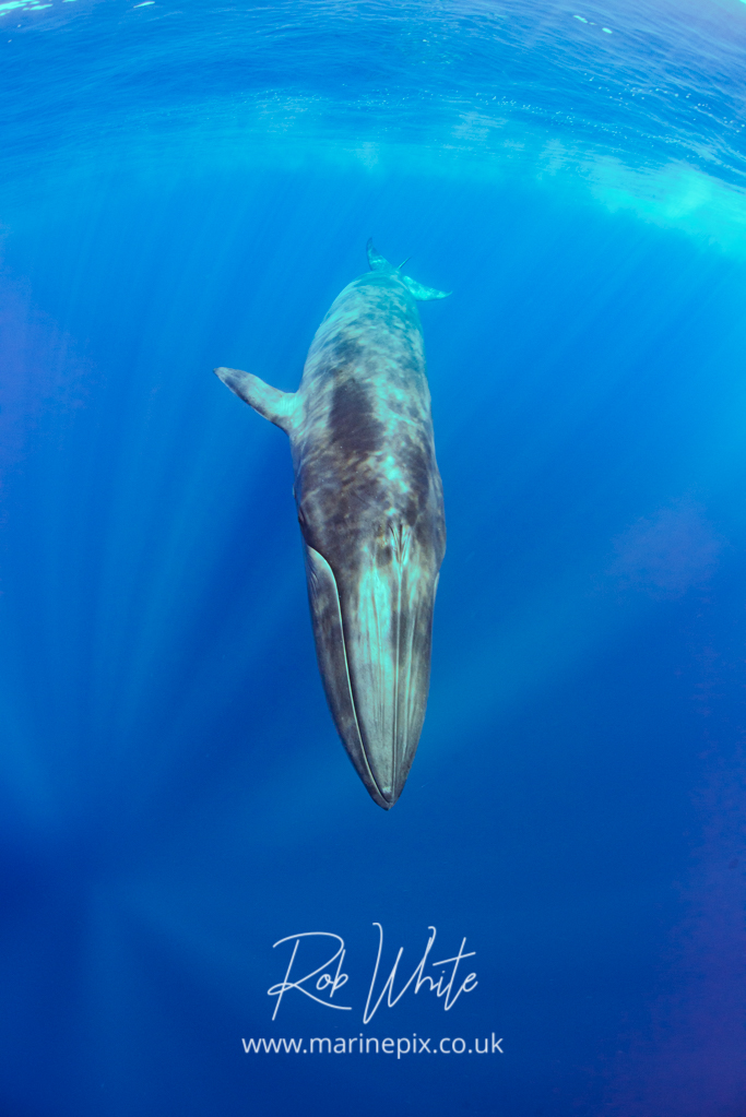 Diving Whale - 1