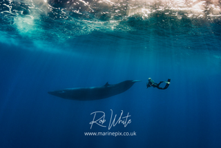 Free diving with a Bryde's Whale
