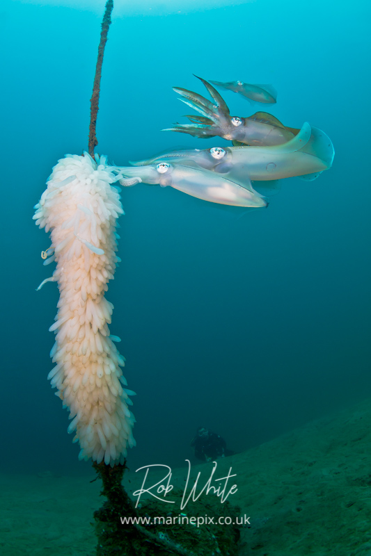 squid laying eggs