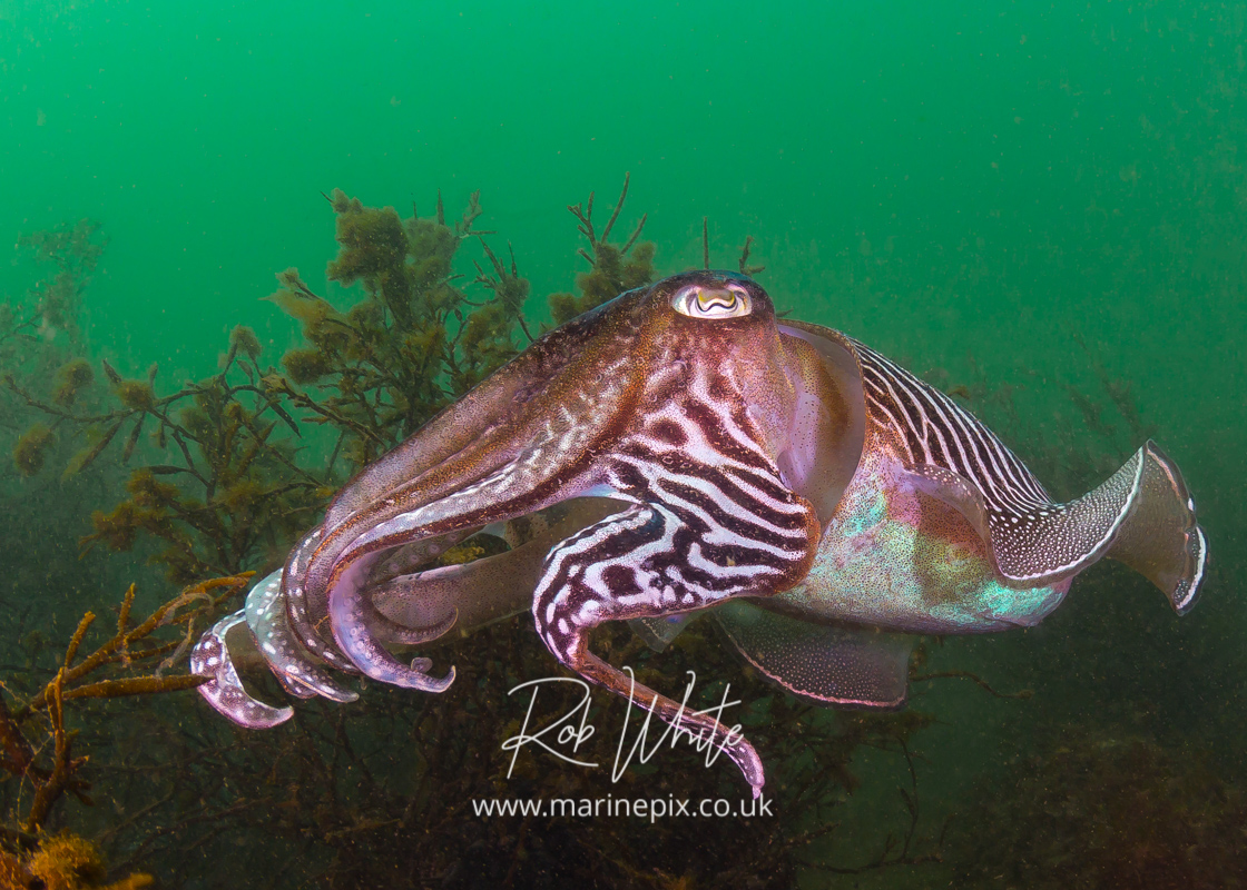 Closeup Cuttlefish