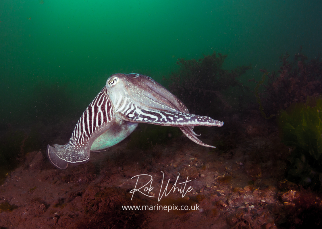 Greenwater Cuttlefish
