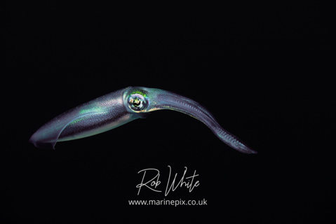 MarinePix - Cephalopods