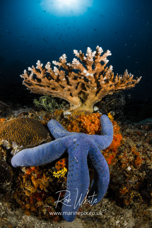 Blue Starfish on coral with sunburst