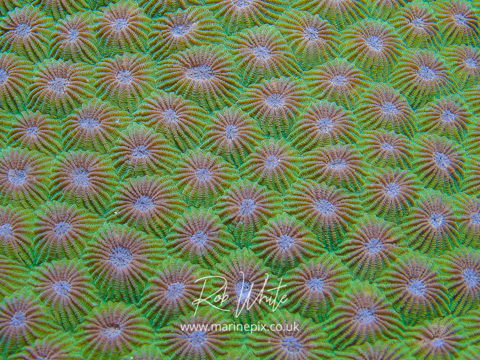 Coral abstract (Porites Lutea)