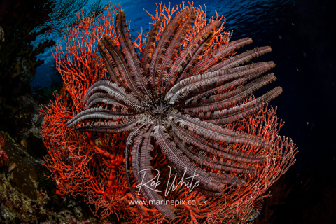 MarinePix - Corals