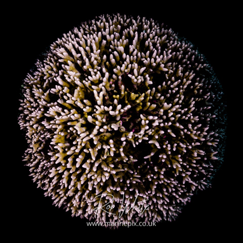 MarinePix - Corals