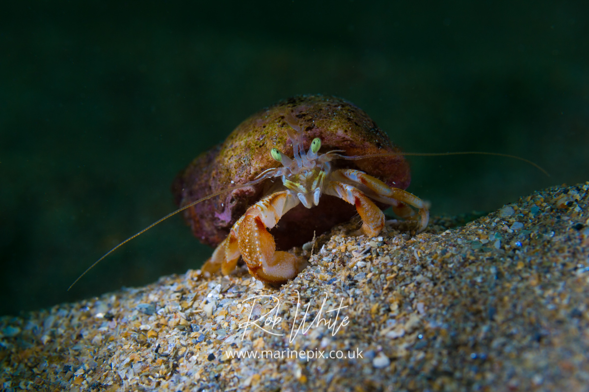 Cute Hermit Crab
