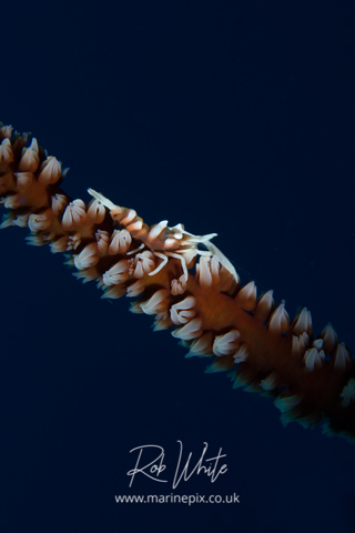 MarinePix - Crustaceans