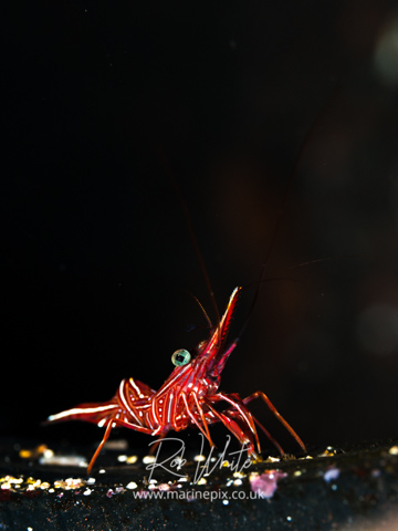 MarinePix - Crustaceans