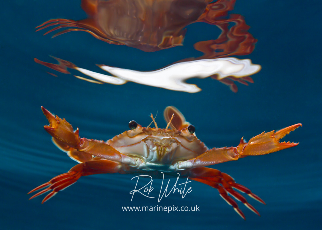 red legged swimming crab with reflection