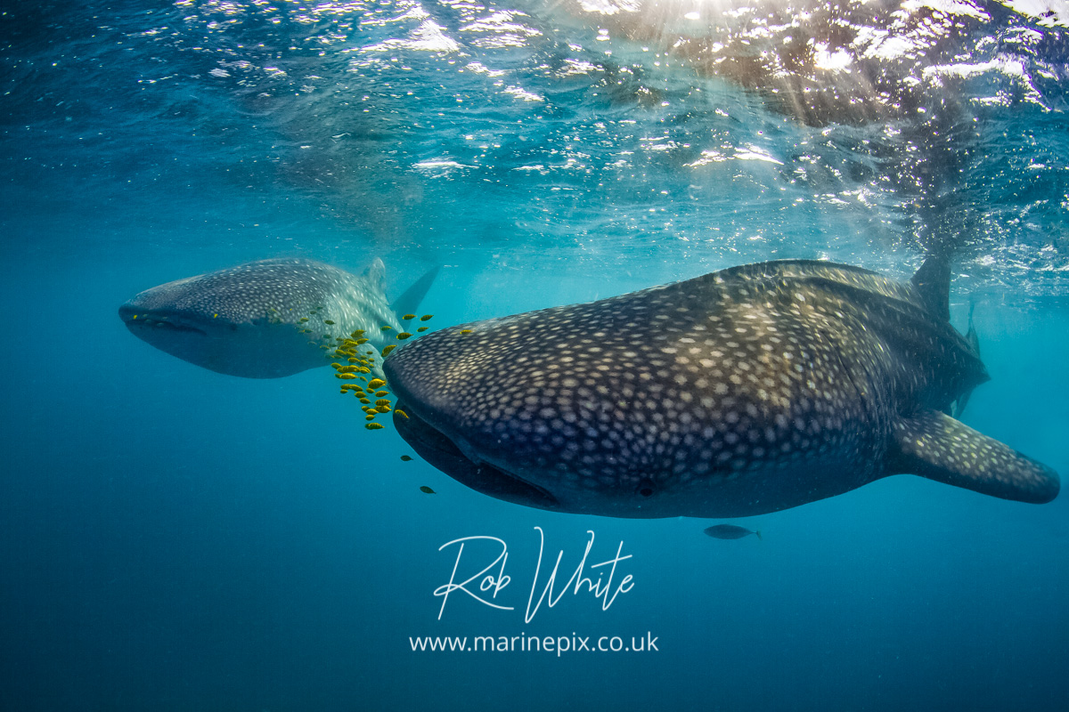 pair of whalesharks with golden trevalli