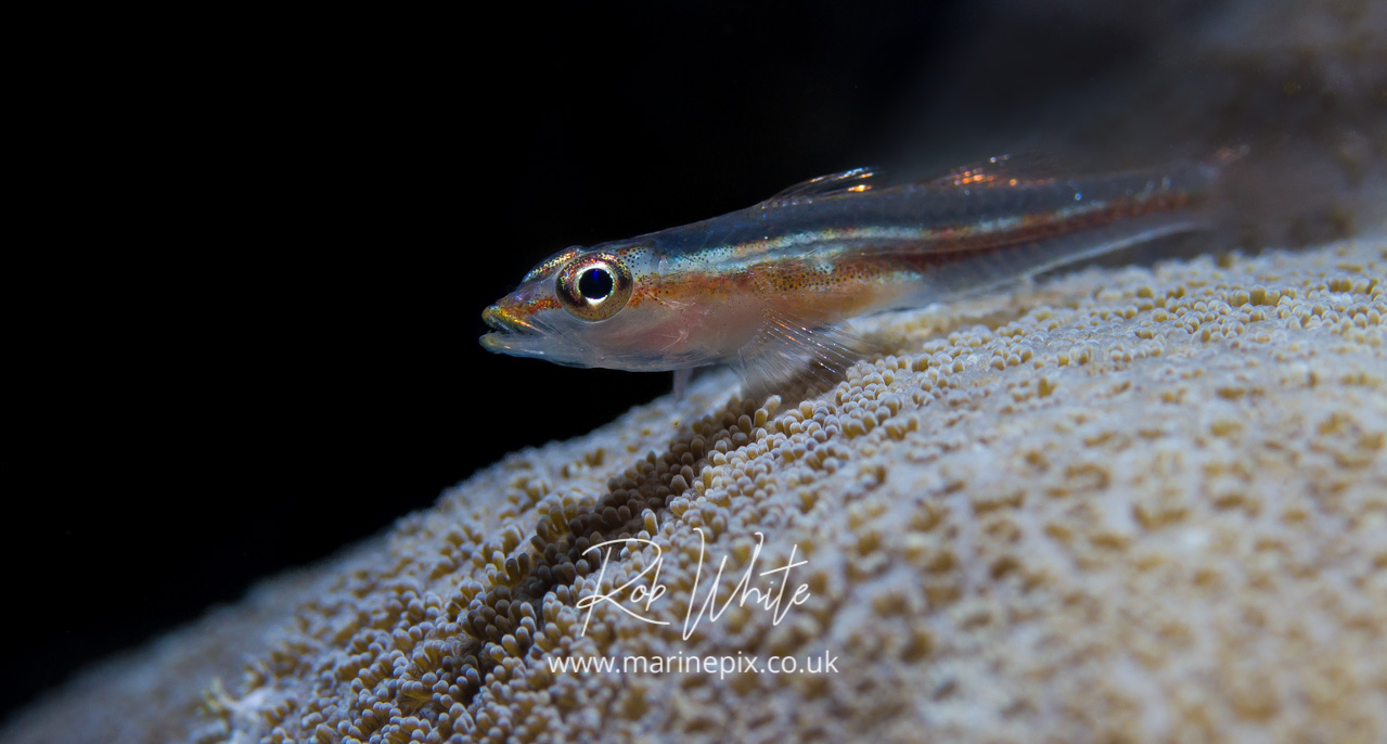 triple-fin goby with black background