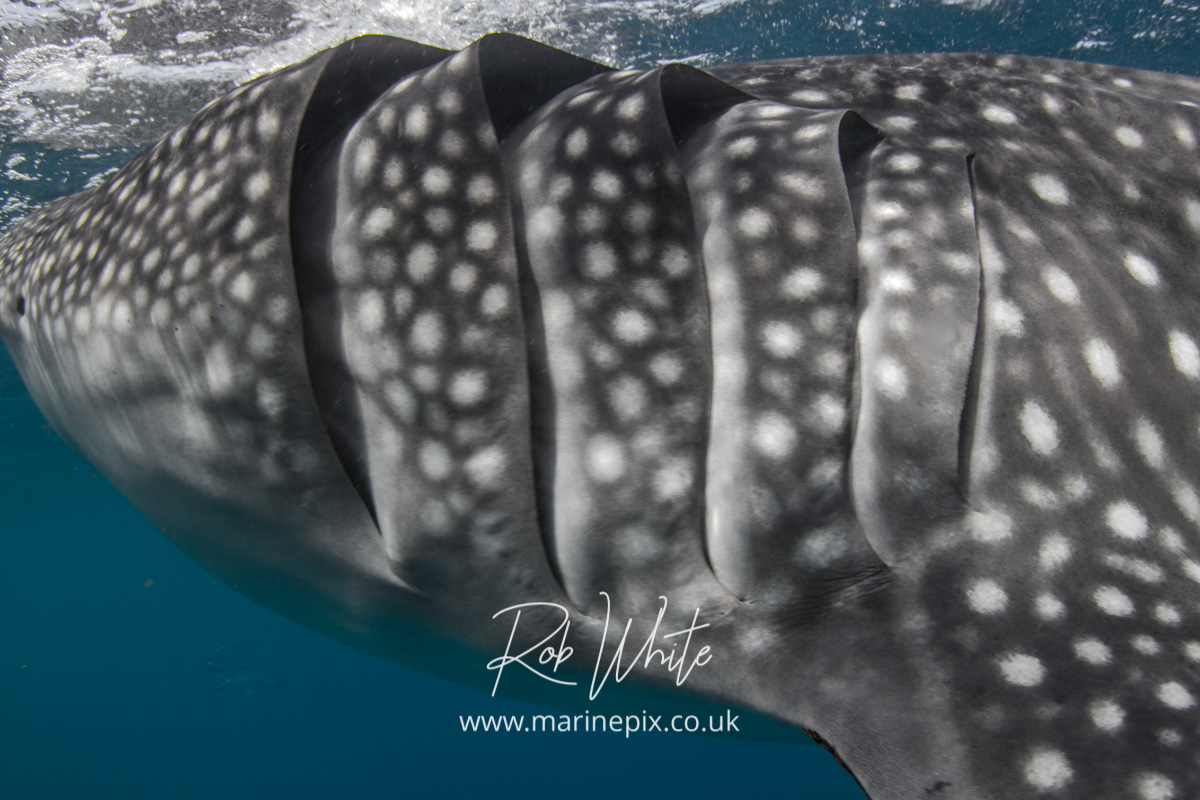 whale shark gills