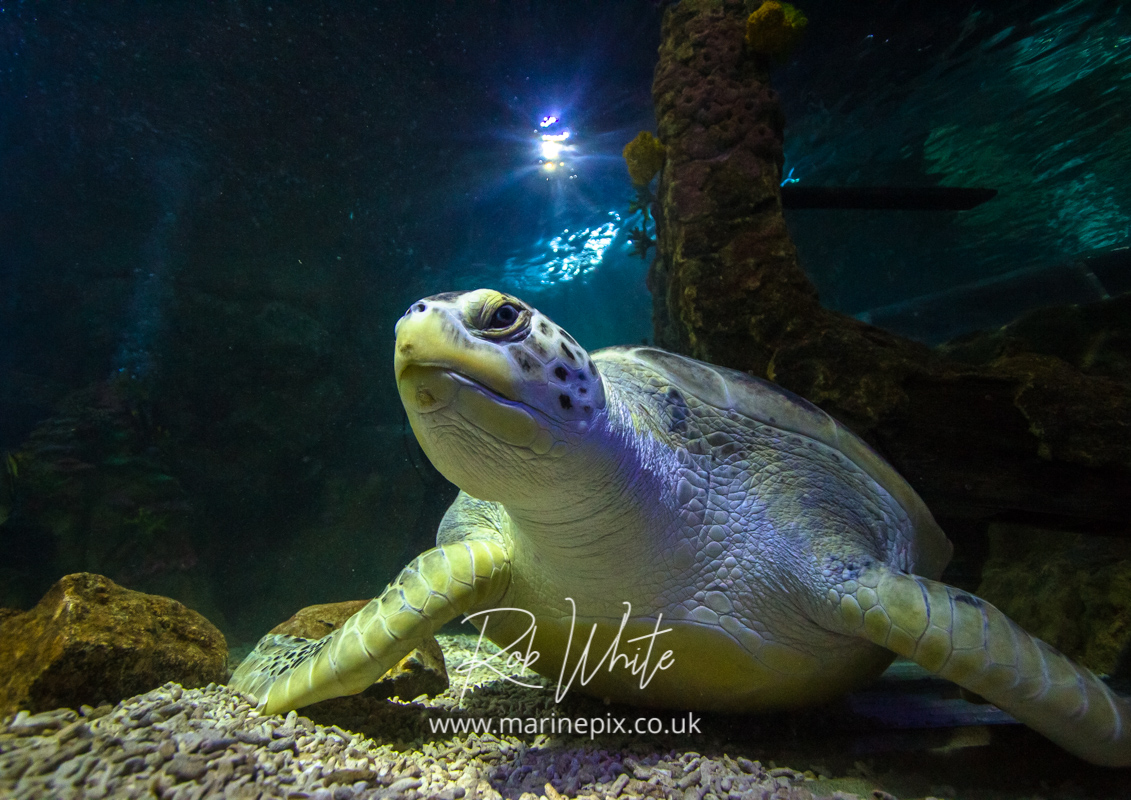 Lulu the Green Turtle, Brighton Sealife Centre