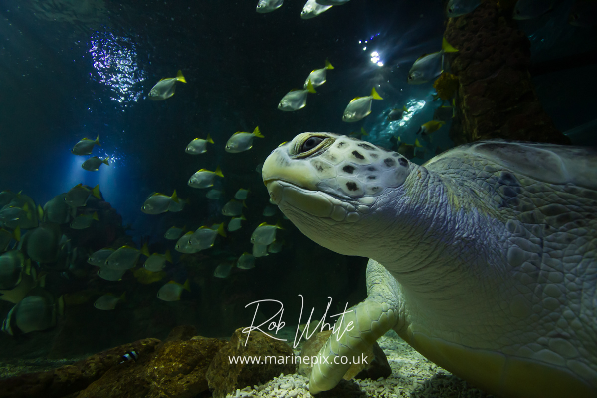 Lulu the Green Turtle with Fish at the Brighton Sealife Centre