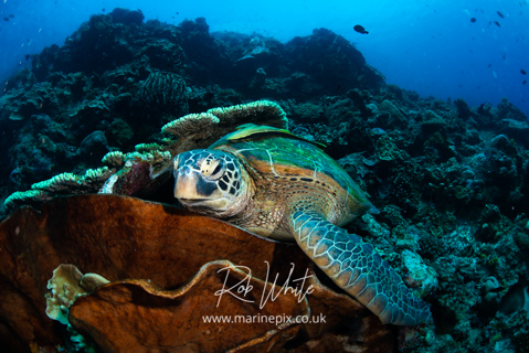 MarinePix - Dolphin and Turtles