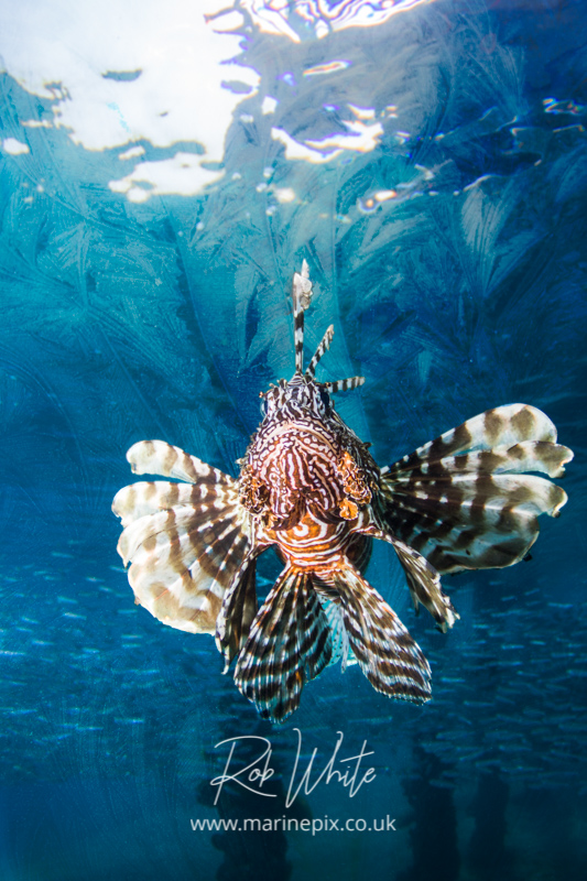 lionfish portrait with glassfish behind