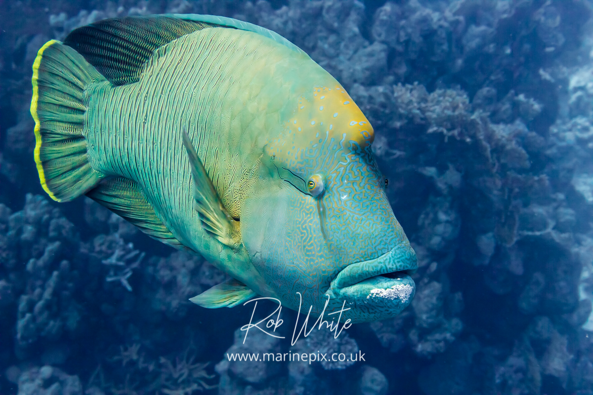 Sandy-Lipped Napolean Wrasse