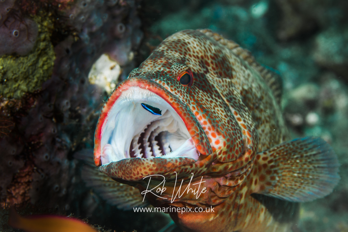 Coral grouper gets mouth cleaned by wrasse