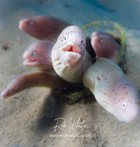 MarinePix - Fish Faces