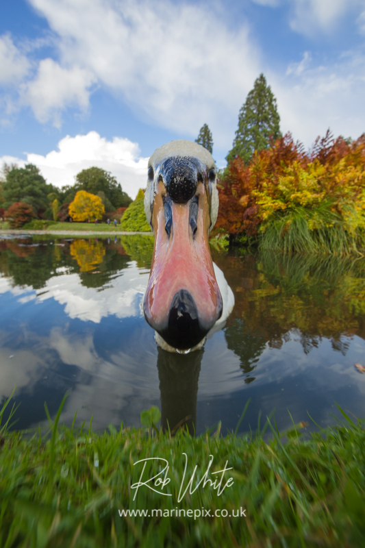 Inquisitive swan in Autumn surroundings