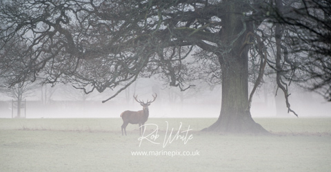 Stag at Dawn