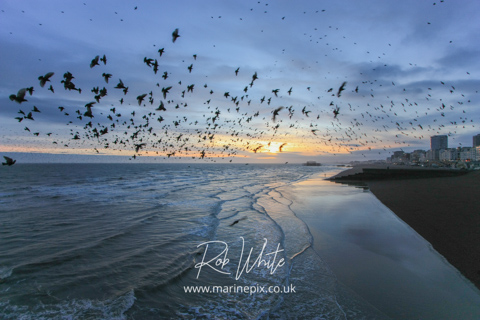 Flock of starlings over brighton beach at sunset