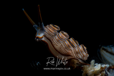 MarinePix - Nudibranchs