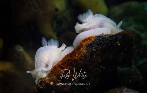 UK Nudibranchs Laying Eggs 