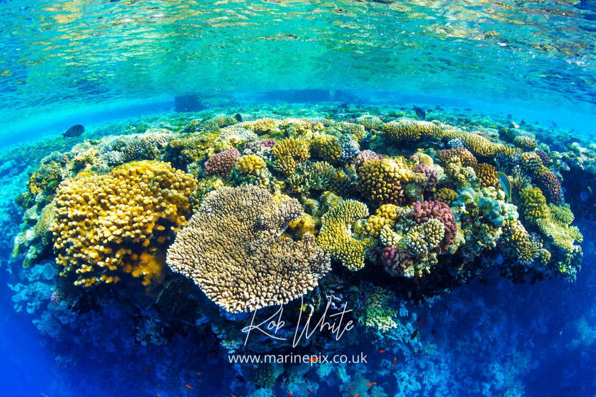 Glorious Reef Top