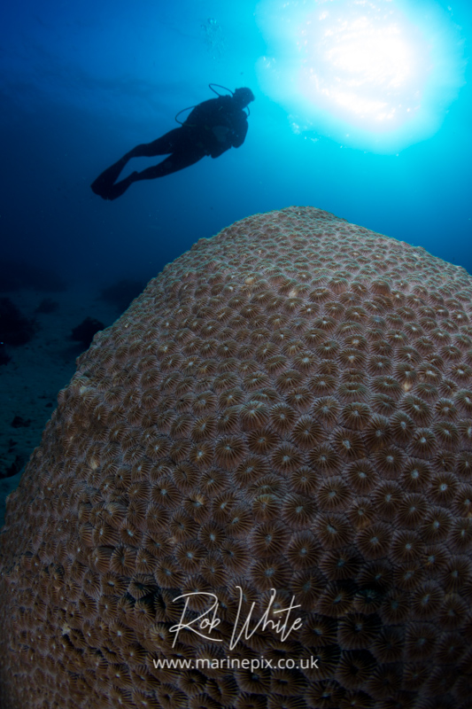 Diver and Honeycomb Coral Block