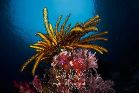 MarinePix - Reef Scenes