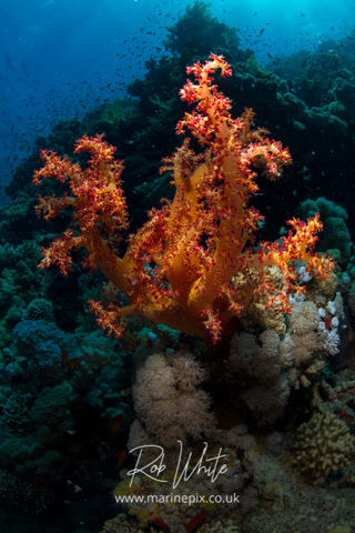 MarinePix - Reef Scenes