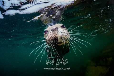 MarinePix - Seals