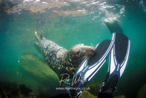 MarinePix - Seals