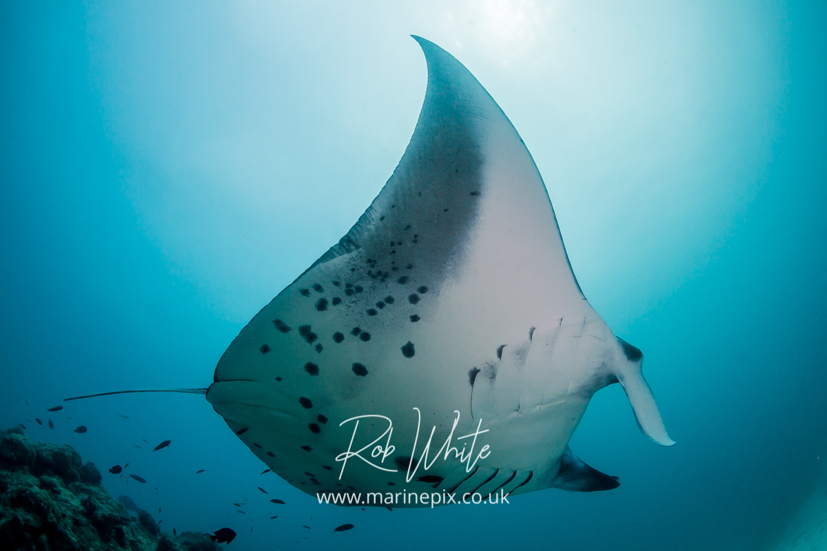 Manta fly-past at a cleaning station