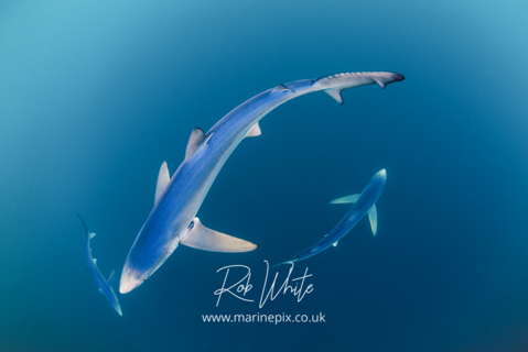 MarinePix - Sharks and Rays