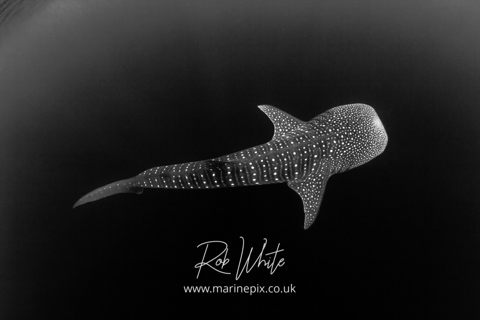 MarinePix - Sharks and Rays